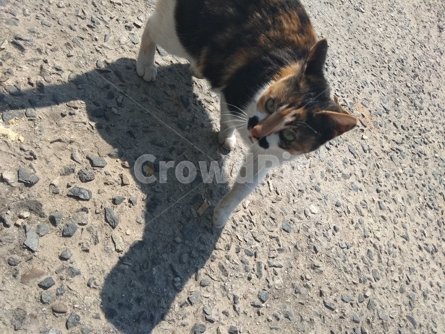 편의점밥냥이,개냥이,고양이,고냥이,길냥,동물,animal,포유류,mammal,고양이,cat,kitten,kitty