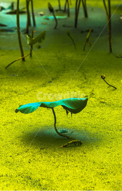 개구리밥,연잎,연,식물,감성,자연,관곡지,습지,식물,자연,plants,nature