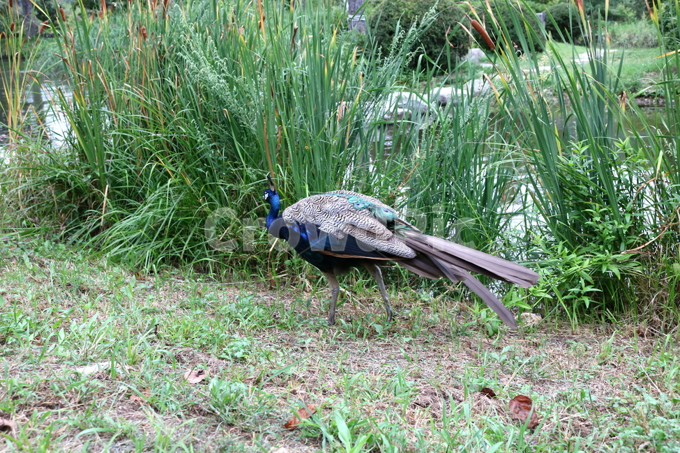 새,조류,공작,공작새,꿩과,동물,동물,animal,조류,새,birds