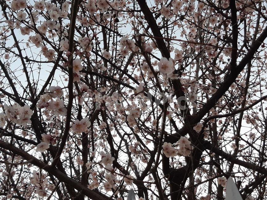 벚꽃,벚꽃나무,꽃,flower,봄,식물,plant,blossom