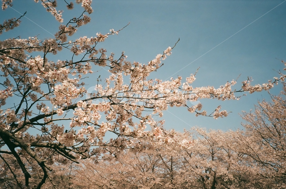 plant,식물,flower,꽃,blossom,벚꽃