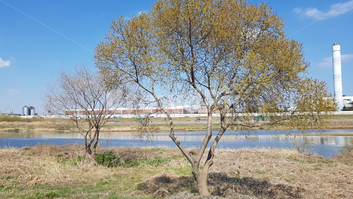 봄나무,강,산책,산책로,강변,공장,하늘,미지먼지없음,깨끗한,맑음,자전거타기,잔디밭,뚝방,쾌청한,식물,자연,plants,nature,나무,trees,wood