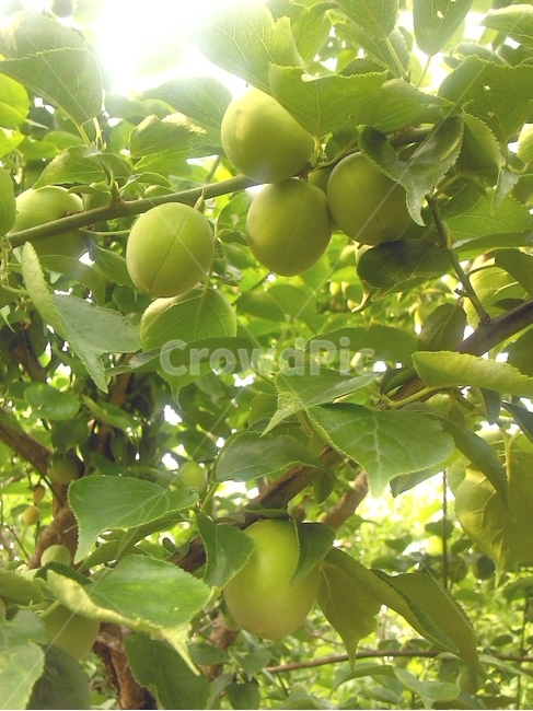 매실,청매실,초록색,열매,과일,green,매실나무,식물