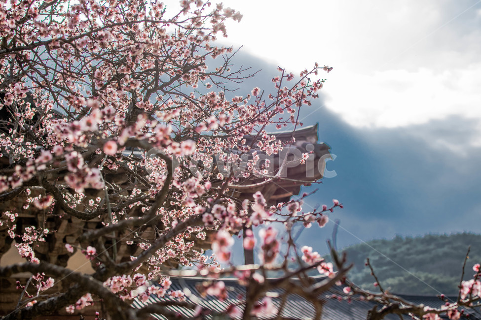 봄,양산,통도사,벚꽃,cherryblossom,plant,식물