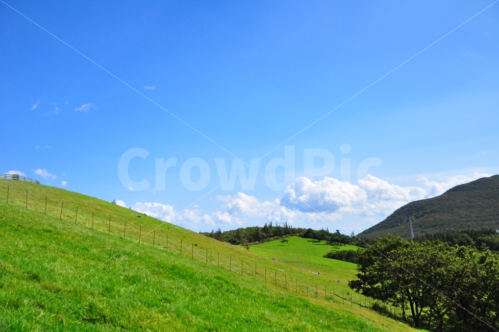 대관령,양떼목장,초원,배경,하늘,가을,나무,잔디,여행,sheepfarm,sheep,farm,grassland,grass,land,background,autumn,sky,clouds,자연,풍경,nature,landscape,한국자연풍경,한국자연경관,korea nature landscape,목축업,목장,livestock farming,ranching,pasture,field,들,목초지,outdoors,옥외