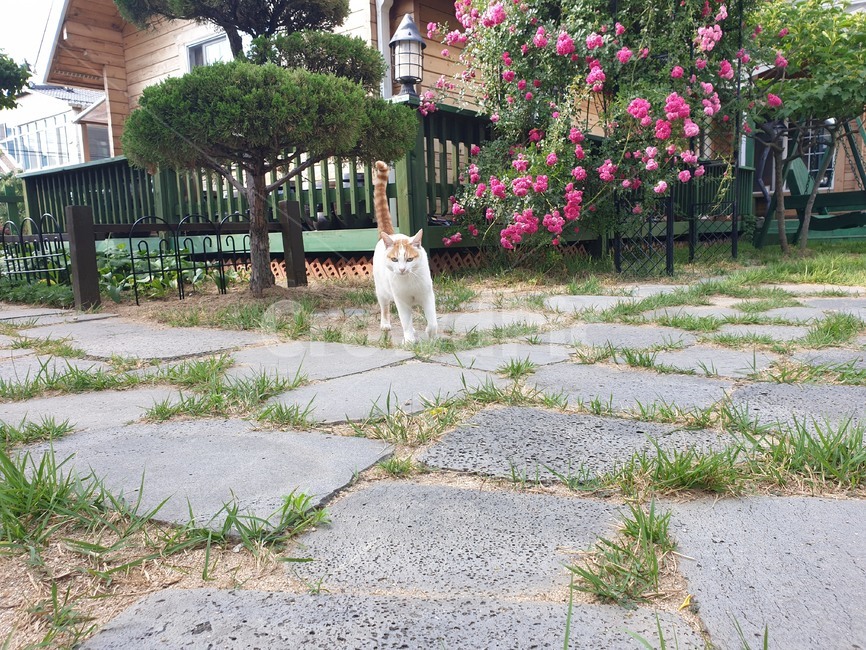 고양이,치즈태비,길냥이,cat,마당
