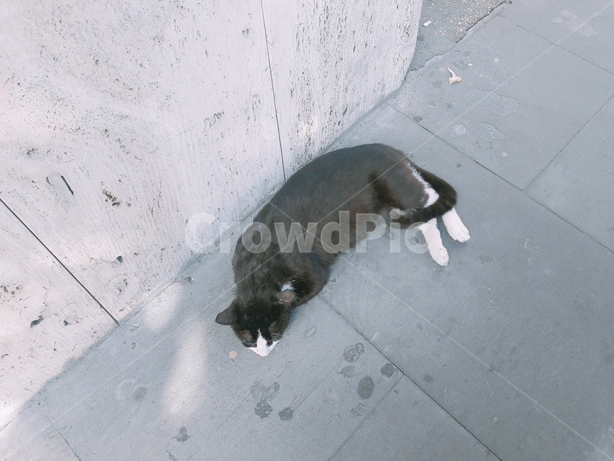 고양이,동물,바닥,검은고양이,누운고양이,동물,animal,포유류,mammal,고양이,cat,kitten,kitty