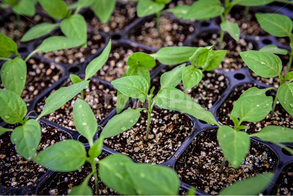 새싹,건강,그린,녹색,초록,싱싱함,자연,어린새싹,종자,씨드,seeds,씨앗,원예,상토,육묘장,육묘,발아,묘종,대목,leaf,잎,plant,식물