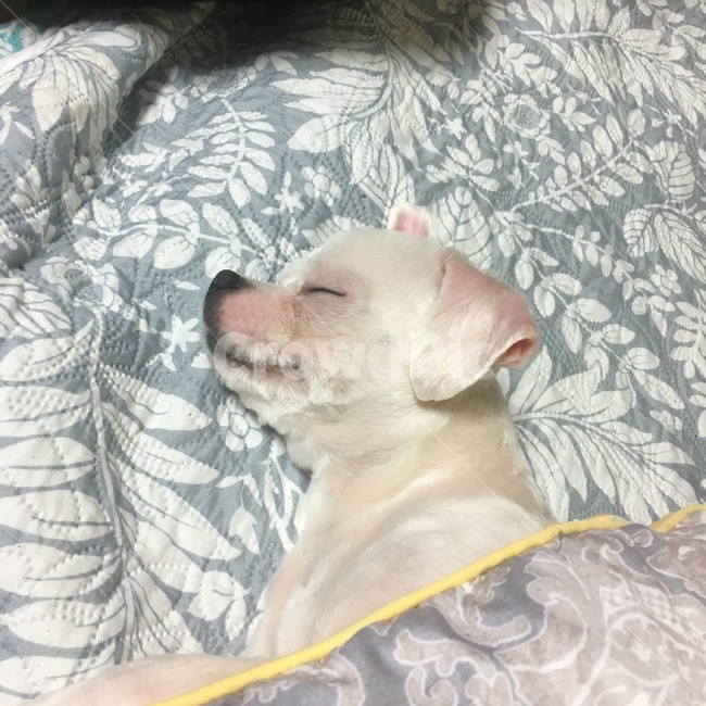 멍멍이,개,말티즈,잠자는,편안,동물,animal,포유류,mammal,개,강아지,dog,doggy