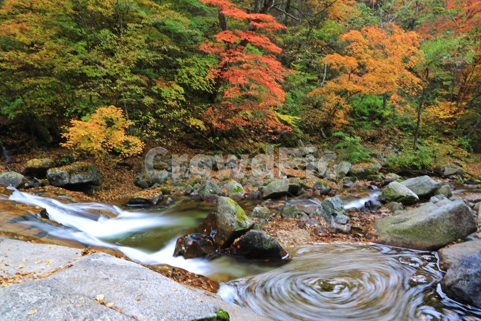 water,물,nature,outdoors,옥외,waterfall,폭포,tree,나무,plant,식물,leaf,잎,stream,흐름,물흐름,강원도,인제,방태산,방태산폭포,방태산가을,단풍,단풍잎,가을,추색,만추,낙엽,계곡,경치,경관,풍경,인제가을