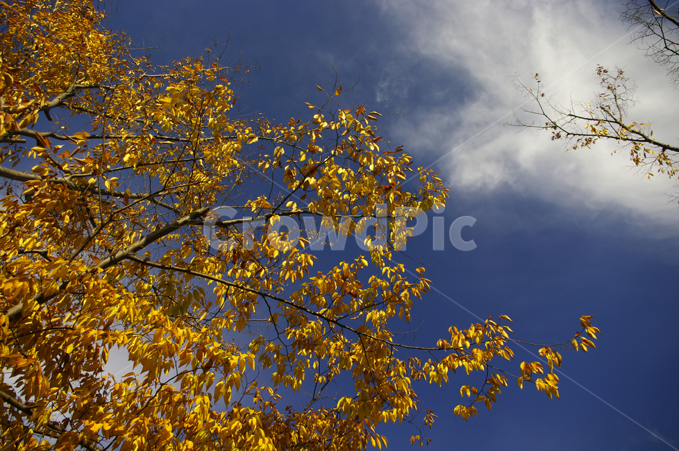 나무,잎,단풍,구름,하늘,식물,가을,가을,계절,fall,autumn,season,식물,자연,plants,nature,나무,trees,wood,tree,plant