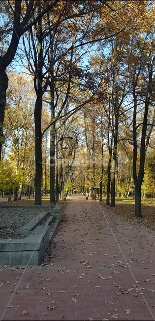 가을,공원,나무,보도,walkway