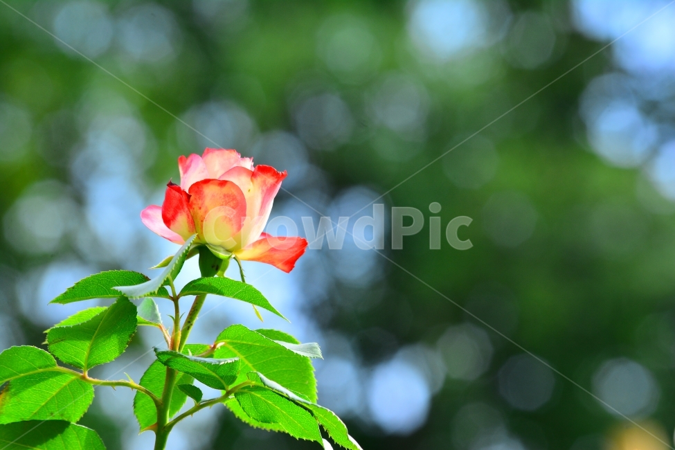 한송이,장미,로즈,ROSE,우아한,화려한,향기,향수,화장품,코스메틱,봄꽃,식물,시안,광고,홍보,편집,sns,ebook,배경,화초,초록,녹색,green,5월의여왕,가시,엘레강스,장미원,장미축제,정원,가든,앞뜰,화단,공원,FLOWERS,GREEN,잡지,출판,마케팅,전단,축제,나들이,5월,꽃잎,꽃송이,나무꽃,SPRING,PARK,감성,식물,자연,plants,nature,꽃,flower