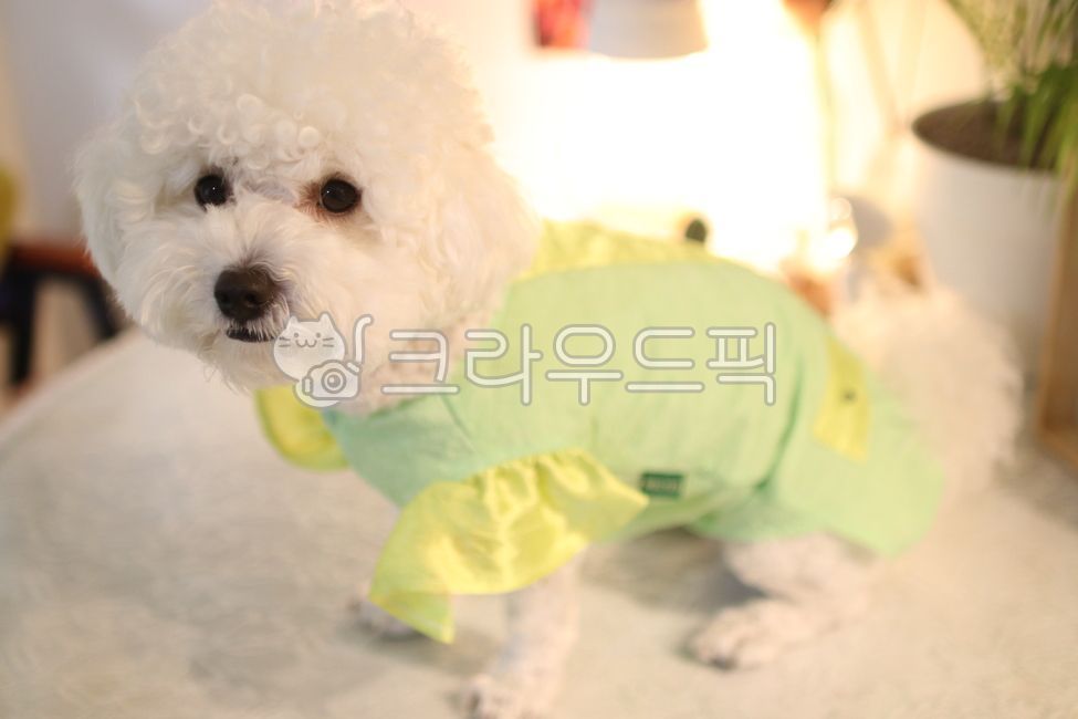 dog dressed up,Pouchon,lumpy,dog clothes,pretty puppy,mini puppy,white puppy,Original Bichon,Cute puppy,mini bichon,lovely puppy,my dog,malchon,puppy,Doggo,bowwow,Bichon Frize,Bichon