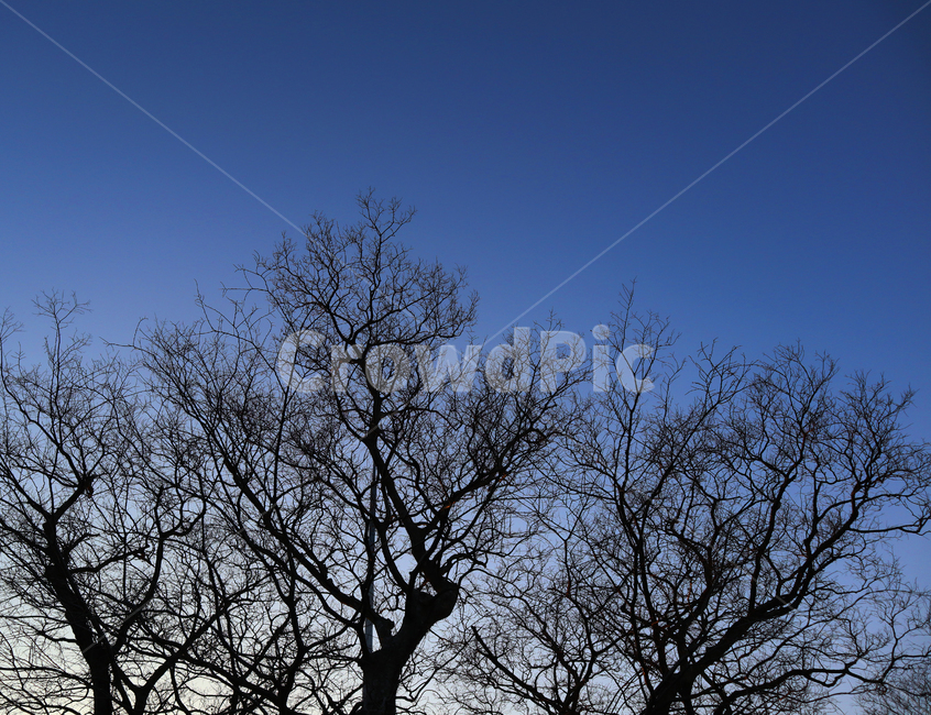 하늘,저녁,나무,그림자,밤하늘,노을,sky,tree,darksky,식물,자연,plants,nature,나무,trees,wood