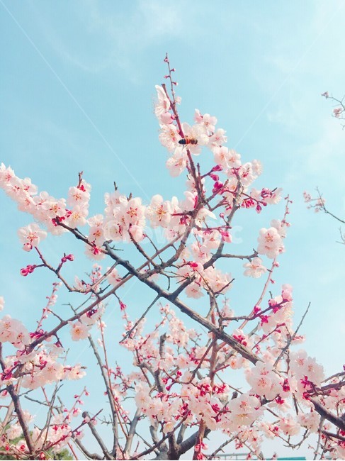 벚꽃,봄,꽃,계절,spring