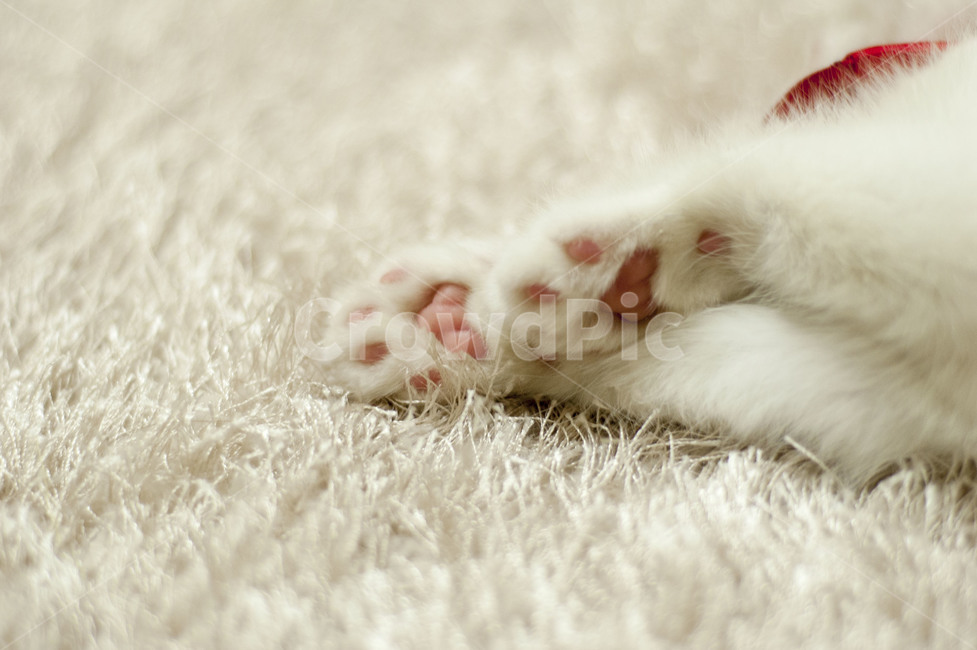 고양이,흰색고양이,하얀고양이,고양이발,고양이발바닥,동물,animal,포유류,mammal,고양이,cat,kitten,kitty