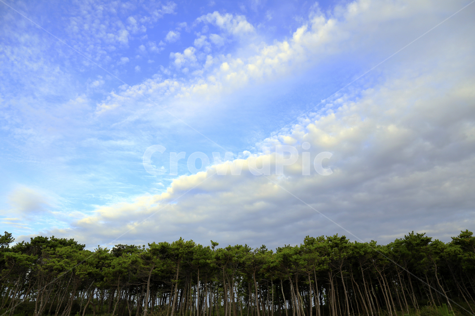 제주도,풍경,파란하늘,소나무,구름,자연,풍경,nature,landscape,한국자연풍경,한국자연경관,korea nature landscape,제주도,jeju,jeju island,식물,plants,나무,trees,wood,outdoors,옥외,weather,날씨,cumulus,적운,cloud,sky,하늘