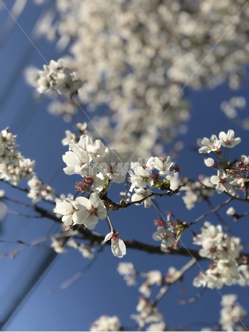 plant,식물,flower,꽃,blossom