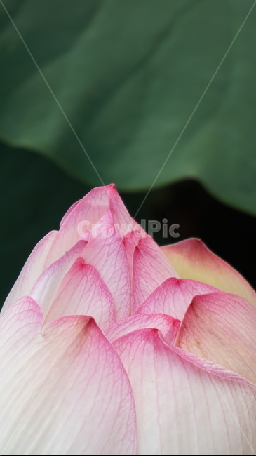 식물,꽃,flower,꽃잎,연꽃,자연,학습,여름꽃,연못