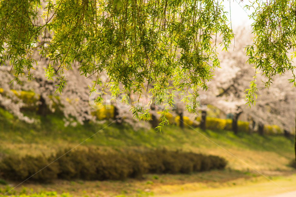 버드나무,나무,봄,벚꽃,꽃,봄,계절,spring,season,식물,자연,plants,nature,감성,sensible,feeling,휴식,힐링,rest,relaxation,healing,tree,plant