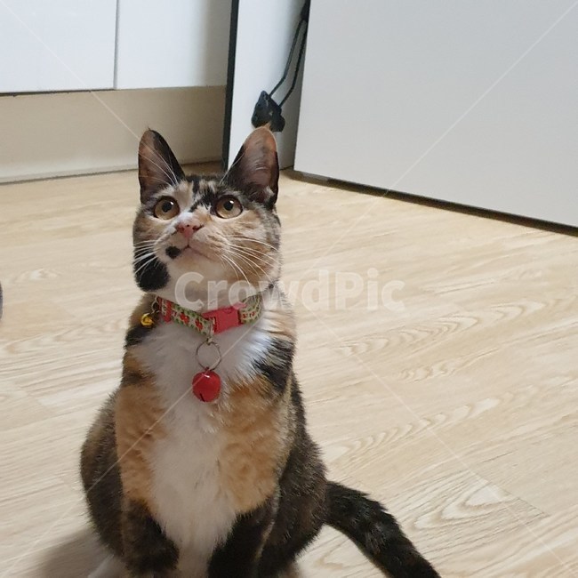 고양이,코숏,코리아숏헤어,삼색이,고양이얼굴,애용