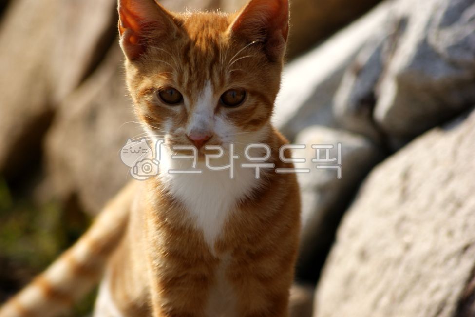 young,cute,Pets,kitten,stray cat,mammal,cat,streetcat,animal,mammalia