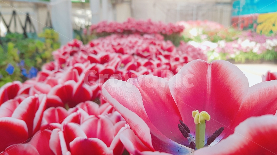 꽃,생화,flower,식물,자연