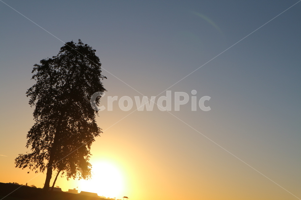 석양,태양,나무,자연,해질녘,호주,시드니,sunset,sun,tree,nature,twilight,dusk,자연,풍경,nature,landscape,식물,plants,나무,trees,wood,outdoors,옥외,sunlight,햇빛,light,빛,flare,플레어