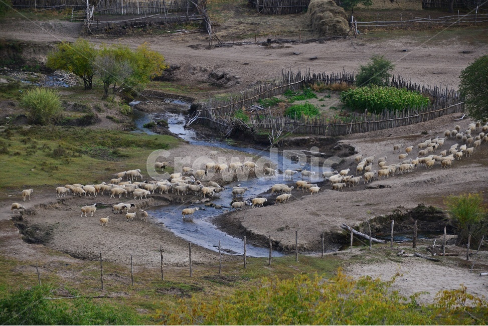 outdoors,옥외,grassland,목초지,field,들,flock,대군,animal,동물,landscape,경치,nature,자연,scenery,풍경,중국,몽고,패상,패상가을,양떼,패상양떼,자연,풍경,nature,landscape