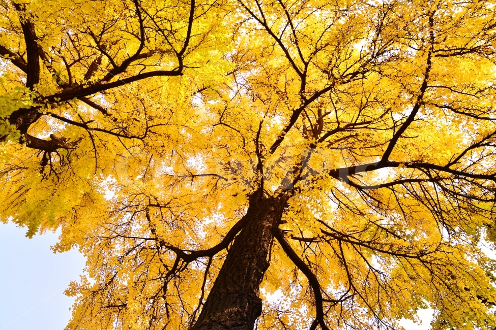 노랑색,은행나무,가을,단풍,단풍잎,시즌,계절,늦가을,leaf,season,시안,디자인,디자이너,출판,편집,책자,서적,사보,카다로그,콘텐츠,리플렛,브로셔,컨셉,콘셉,컨셉트,모바일,팝업,전단,광고,색감,칼라풀,아름다운,뷰티풀,beautiful,sns,ebook,웹,마케팅,마켓팅,감성,필,느낌,서정,나뭇잎,바람,autumn,fall,red,color,emotion,feeling,11월,10월,찬란한,화려한,그림같은,배경,바탕,백그라운드,background,colorful,갈색,옐로우,yellow,가을,계절,fall,autumn,season,식물,자연,plants,nature,나무,trees,wood,tree,plant,잎,maple
