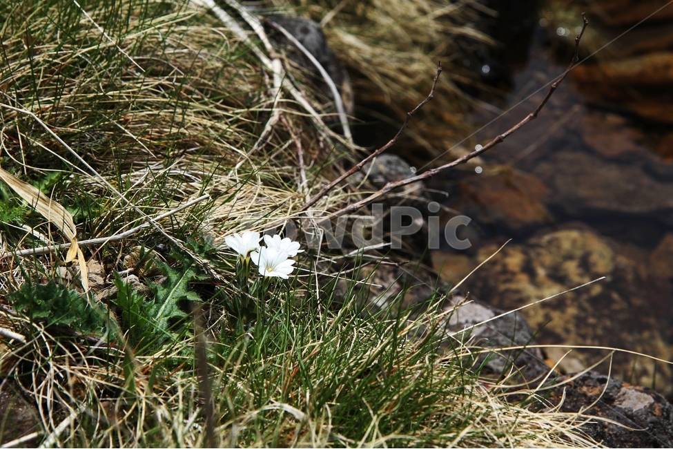 흰그늘용담꽃,꽃,한라산꽃,식물,자연,감성사진,식물,자연,plants,nature,꽃,flower