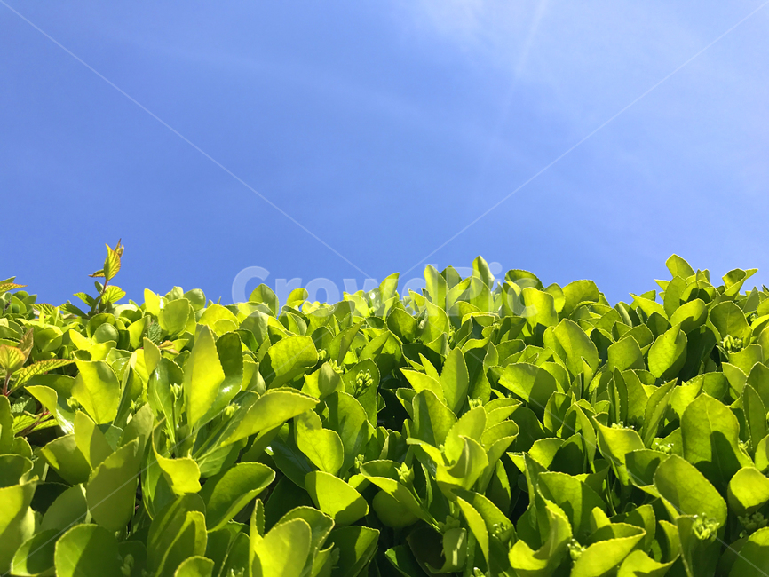 plant,식물,leaf,잎,하늘,sky,봄,식물,자연,plants,nature