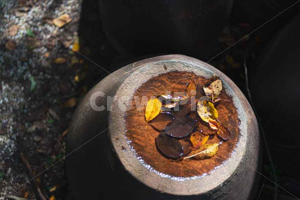 낙엽,가을,장독대,가을느낌,autumn,leaf,가을,계절,fall,autumn,season,식물,자연,plants,nature