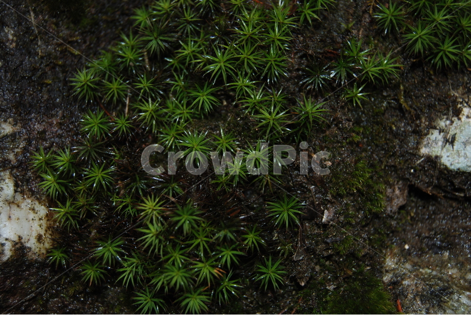 팔봉산,바위,야생화,한국명산,봄,식물,자연,plants,nature