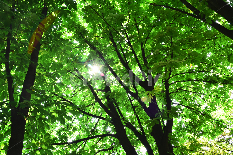 신록,빛,나뭇잎,환경,청정,녹색,그린,초록,6월,햇빛,태양,sunny,green,season,시즌,계절,나무,숲,forest,여름숲,힐링,healing,싱그러운,푸르른숲,투명한,빛갈라짐,배경,바탕,백그라운드,background