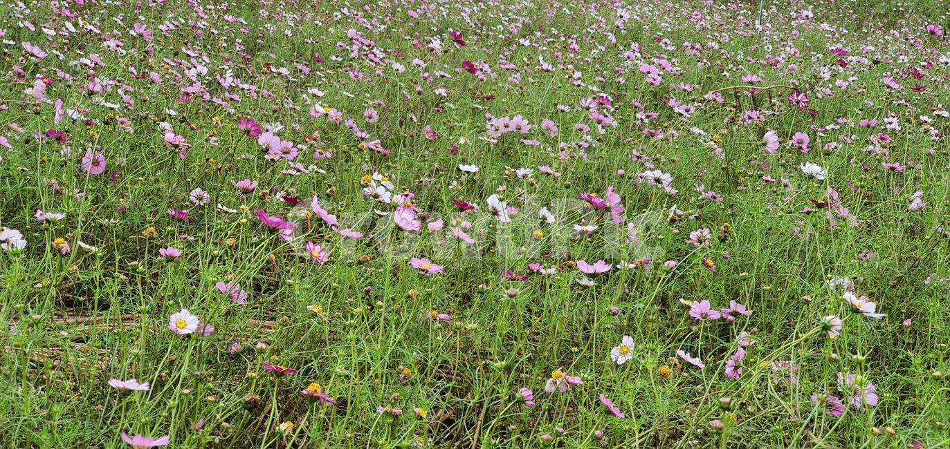 garden,flower,plant,summer,spring,green,white,beauty,floral,pink,season,beautiful,background,blossom,petal,bright,colorful,growth,blooming,leaf,park,grass,botany,natural,flora,fresh,outdoor,bloom,outdoors,옥외,field,들,grassland,nature,자연,rural,농촌,countryside,meadow,목초지