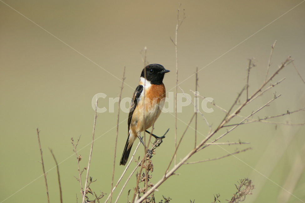 검은딱새,조류,철새,작은새,새,동물,animal,조류,새,birds