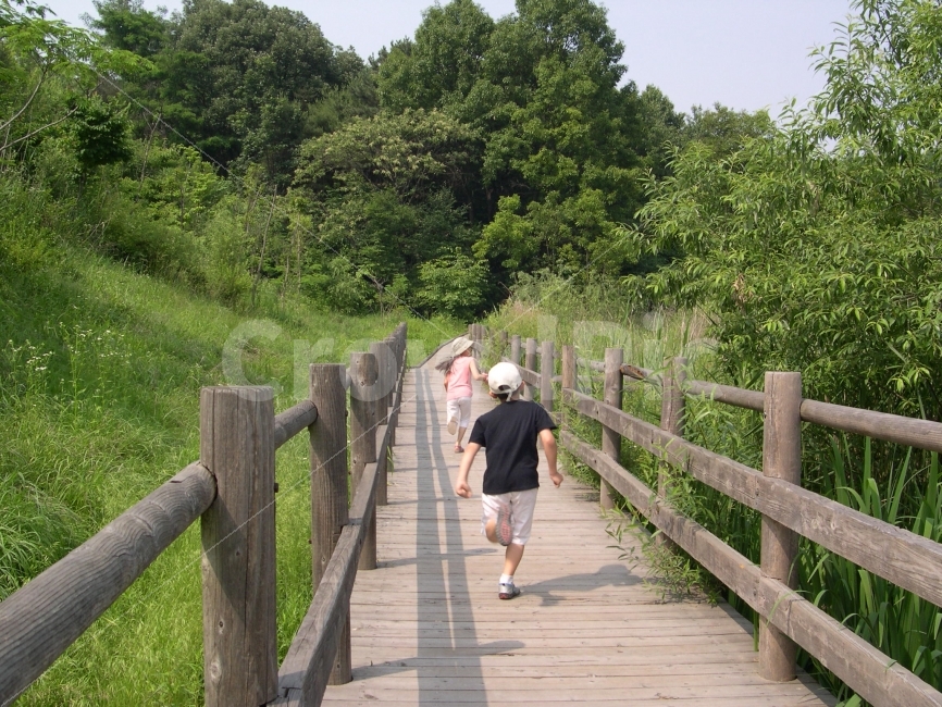 어린이,숲,숲길,사람,자연,산책,산책로,길,나무,wood,nature,child,교육,놀이,자연,풍경,nature,landscape,여름,계절,summer,season,여행,휴가,traveling,vacation,trip,사람,인물,인간,human,person,bridge,다리,building,건물,boardwalk,railing,난간
