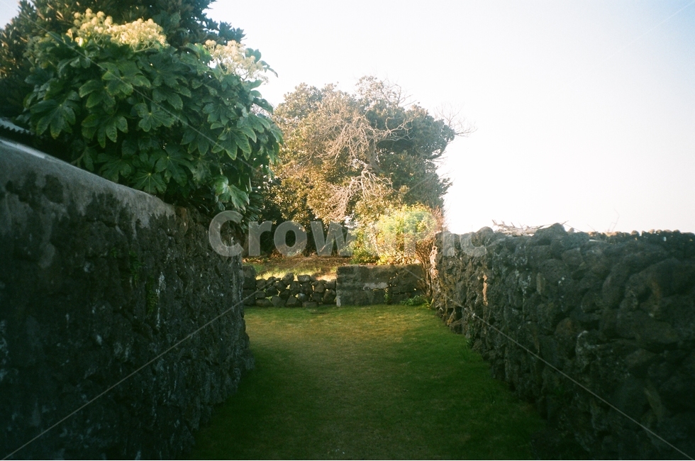 돌담,잔디,나무,올레길,제주,필름사진,할머니집,제주도,jeju,jeju island,시골,마을,풍경,landscape,country,rural,town,plant,식물,grass