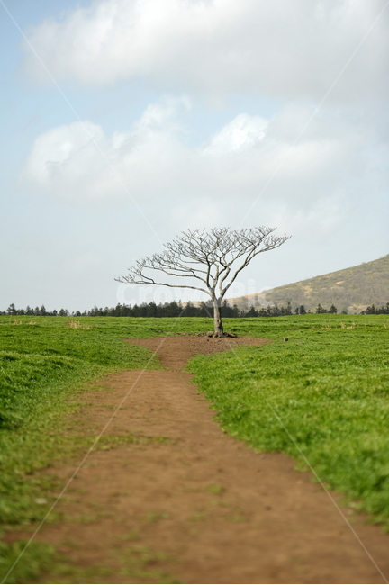 나무,왕따나무,목장,청보리,보리나무,자연,풍경,nature,landscape,한국자연풍경,한국자연경관,korea nature landscape,제주도,jeju,jeju island,식물,plants,나무,trees,wood,field,들,outdoors,옥외,grassland,목초지,ground,바닥