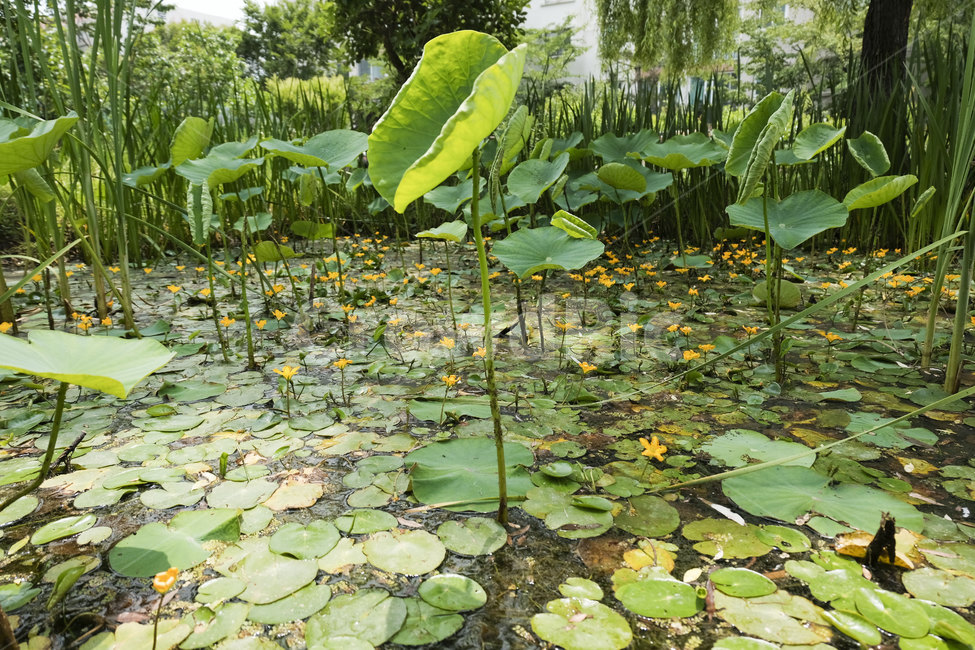 plant,식물,연밭,연잎,풍경,자연,식물,자연,plants,nature