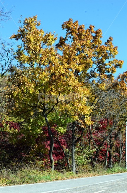 상수리나무,상수리나무단풍,참나무,가을단풍,단풍,자연,큰키나무,가을,계절,fall,autumn,season,tree,나무,plant,식물