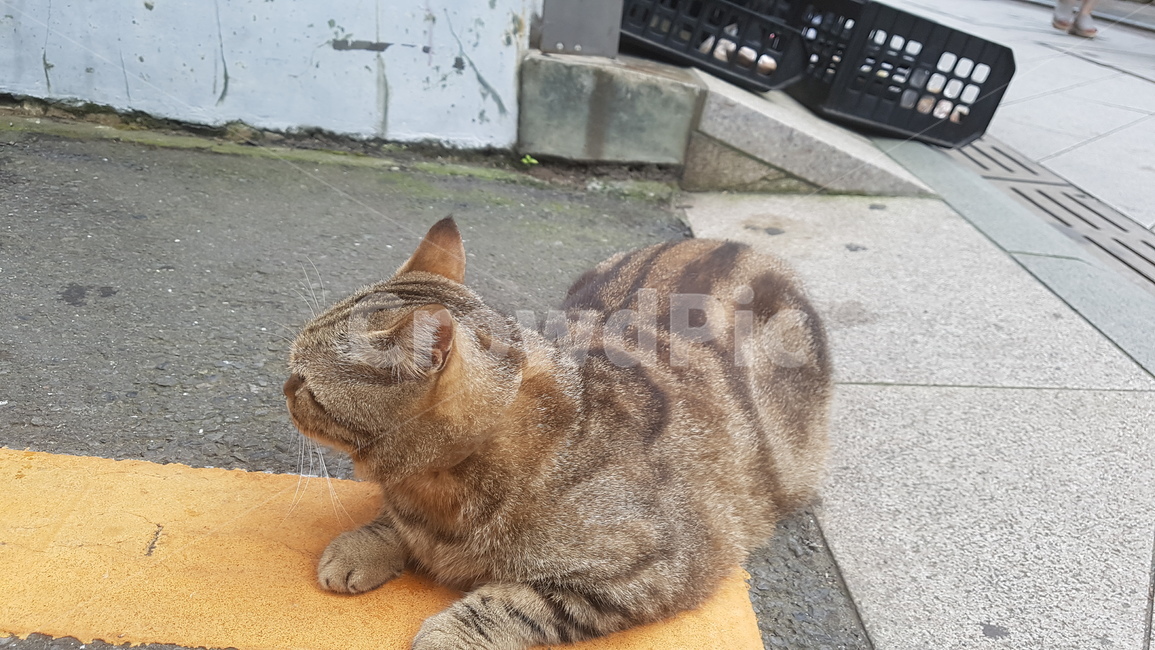 고양이,cat,도로,애완동물,동물