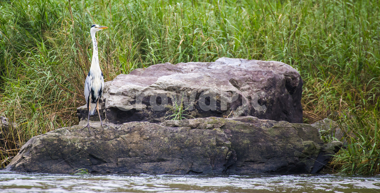 새,두루미,학,백로,동물,animal,bird,waterfowl,늠름함,동물,animal,조류,새,birds