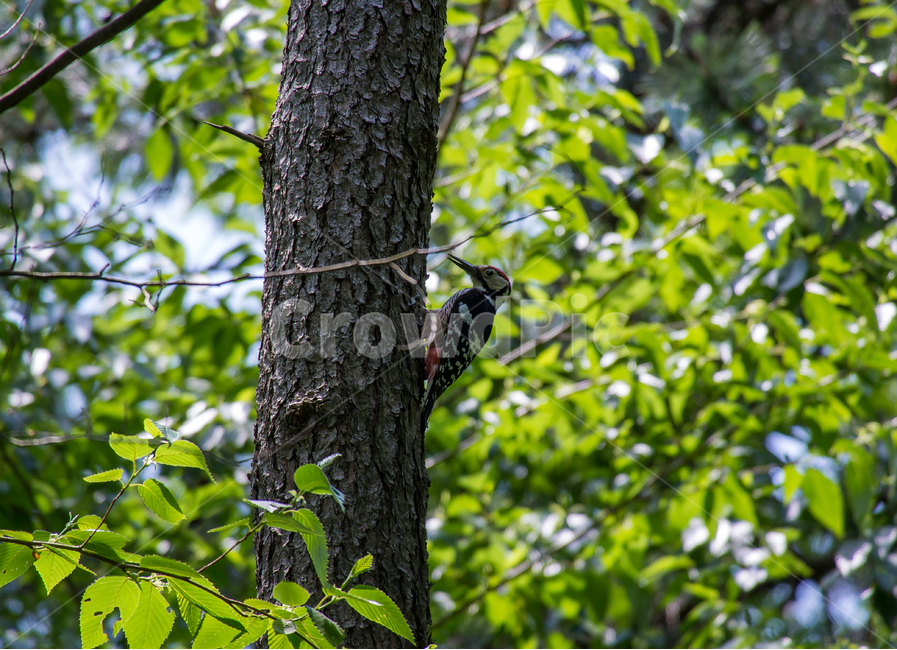 딱다구리,오색딱다구리,새,탁목조,woodpecker,조류,부리,birds