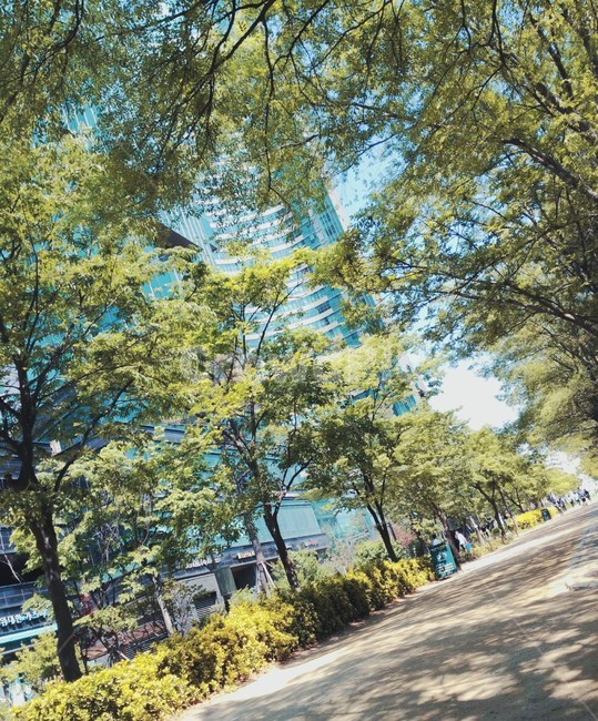 올림픽공원,가로수길,나무,산책로,밝은