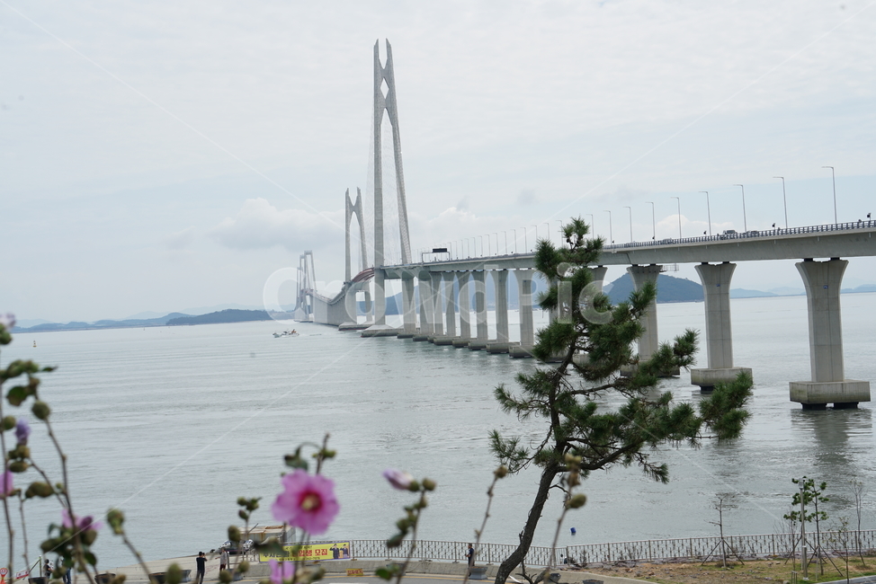 천사대교,신안군,압해도,암태면,천사섬,사장교,현수교,bridge,다리