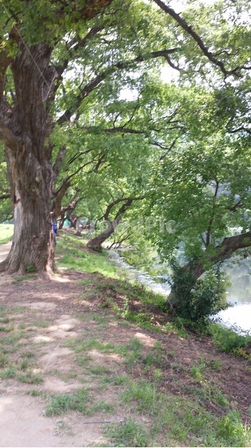 나무,싱그러움,푸른,저수지,풍경,자연,풍경,nature,landscape,tree,plant,식물,tree trunk,나무 줄기