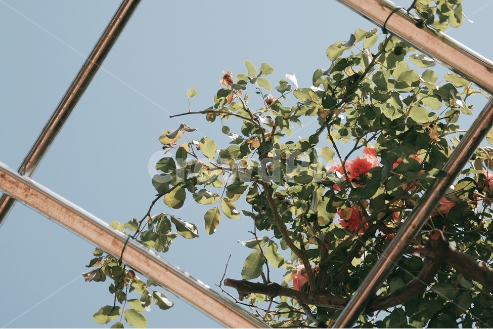 장미,정원,꽃,나무,꽃밭,봄,식물,자연,plants,nature,꽃,flower